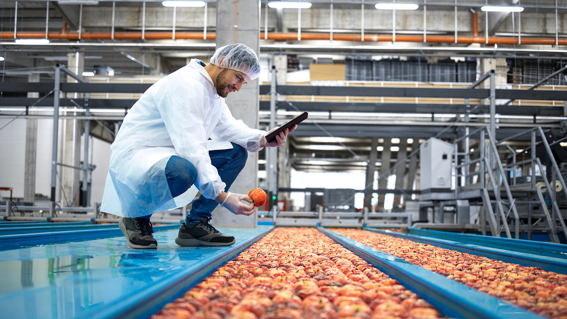 Kiwa food inspector inspecting apples on a conveyor belt during an audit with a tablet in a food processing plant
