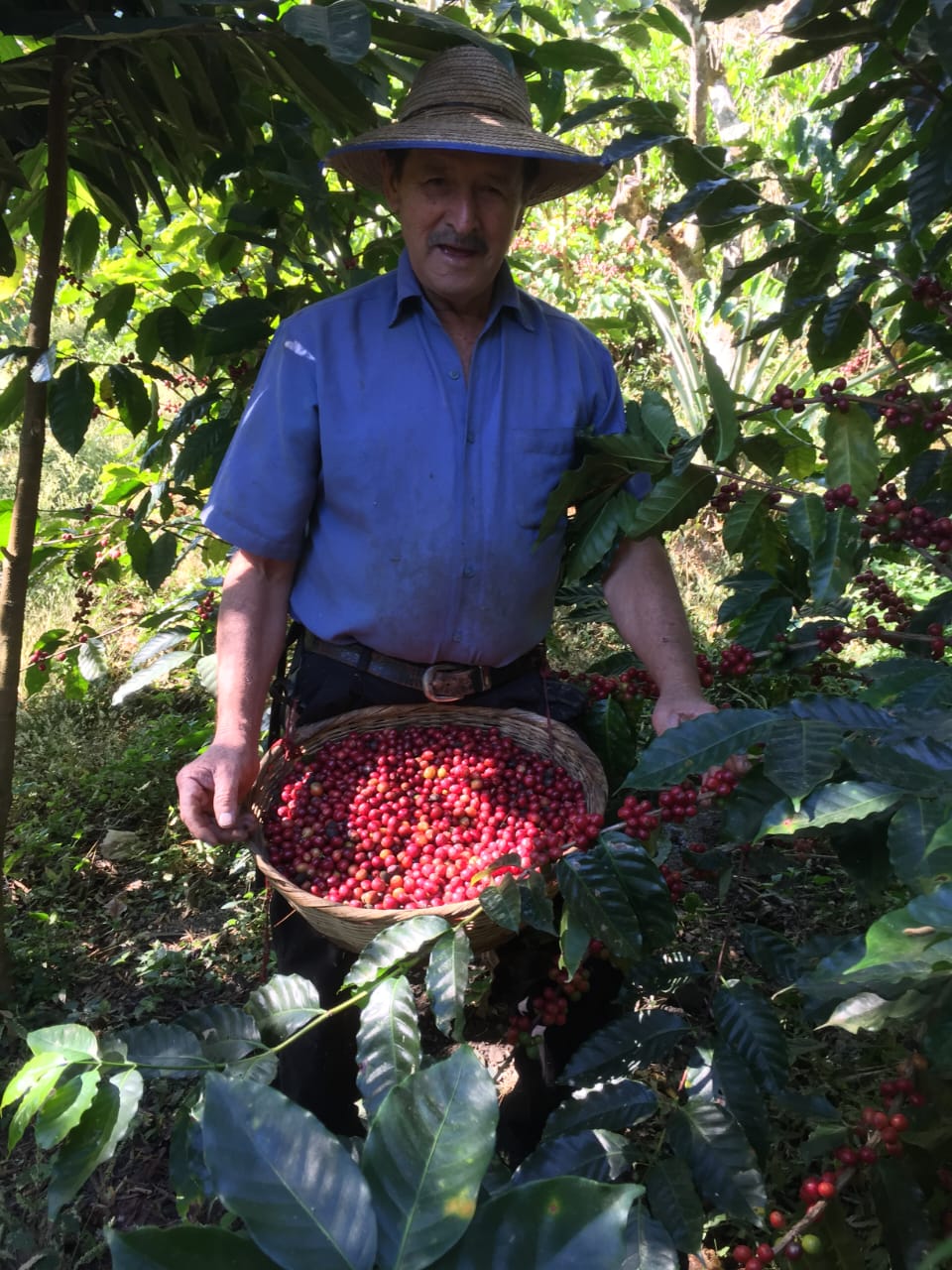 Agricultor-salvadoreno-de-AGASACARE-cultivando-cafe-organico