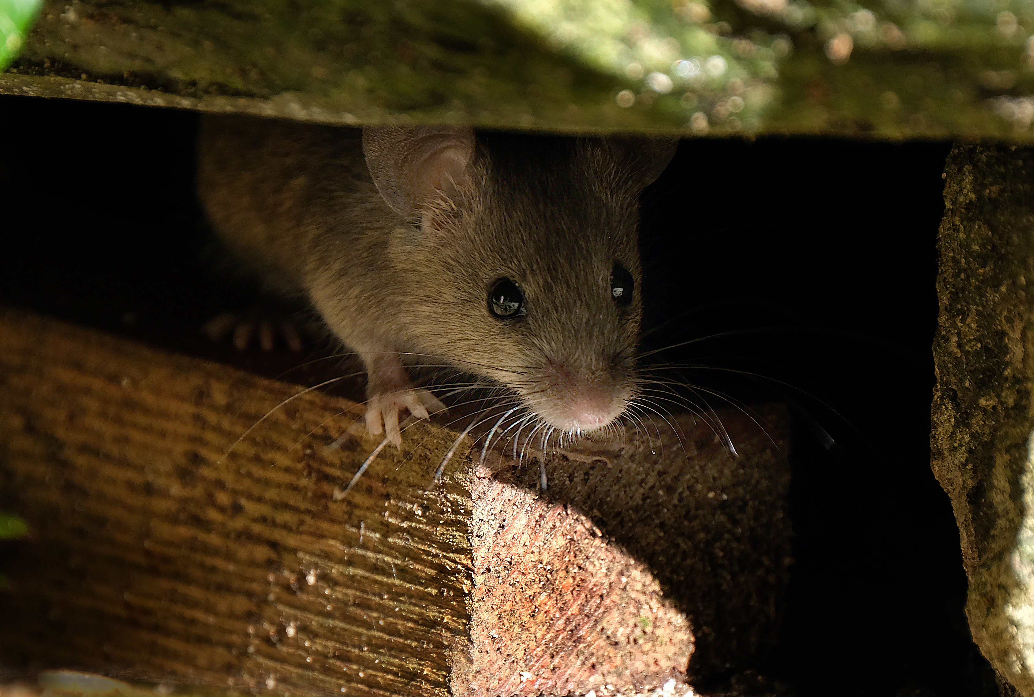 A small brown mouse peeking out from a dark space between wooden beams, illuminated by natural light