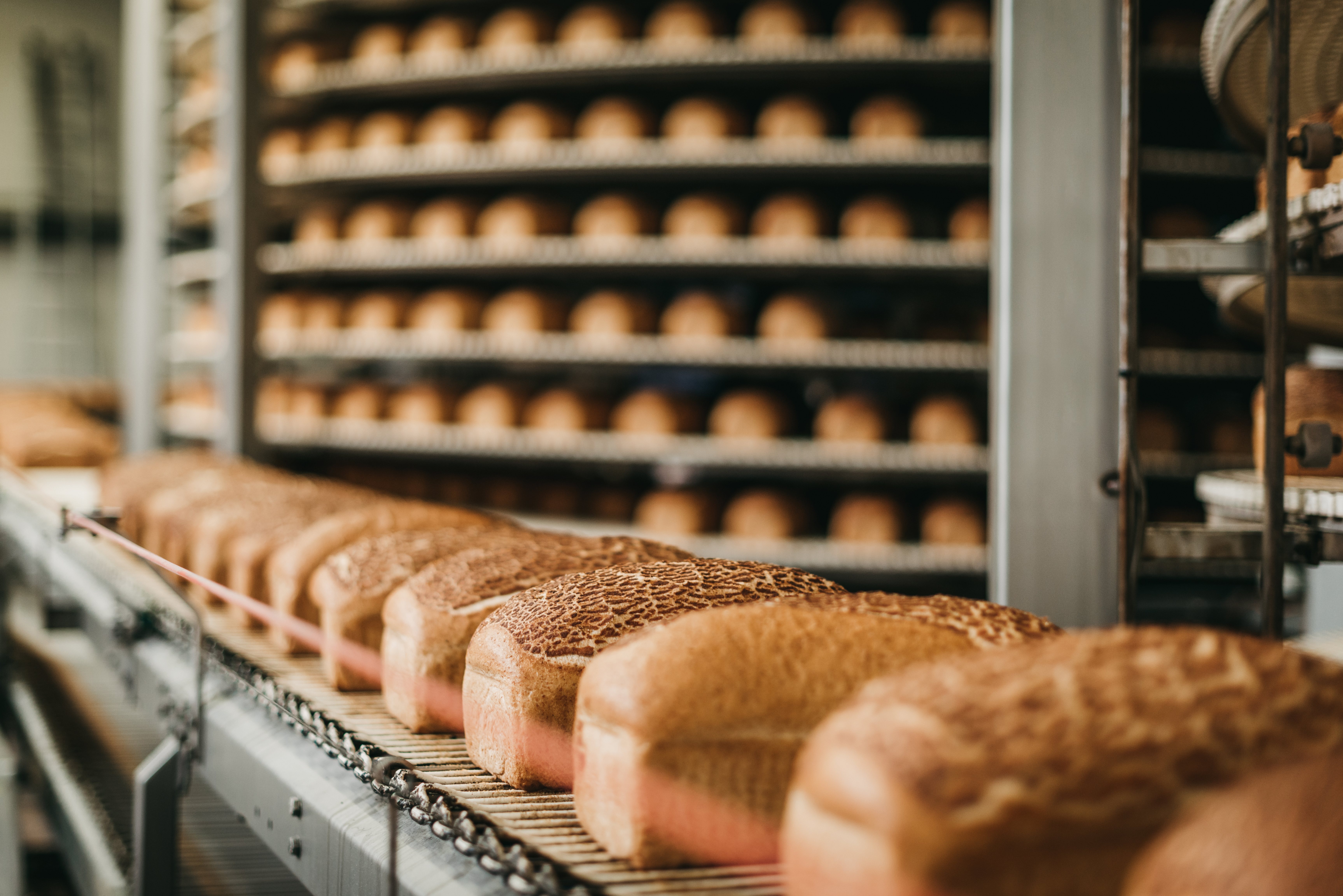 Loaves of freshly baked bread on conveyor belts in a commercial bakery setting