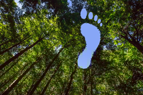 天空树叶脚印轮廓