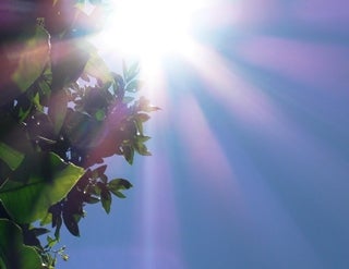 Sun coming behind a tree today