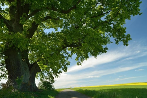 Grote boom met groene bladeren langs een smal pad in een landelijk landschap met blauwe lucht en gele bloemenvelden.