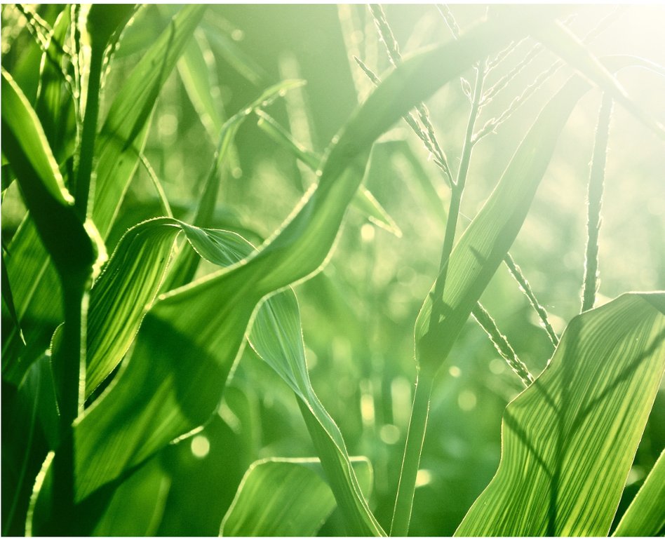Close-up of green corn leaves and stalks in a sunlit field.
