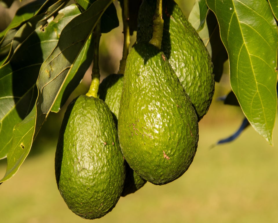 Aguacates verdes colgando del árbol con hojas verdes a su alrededor.