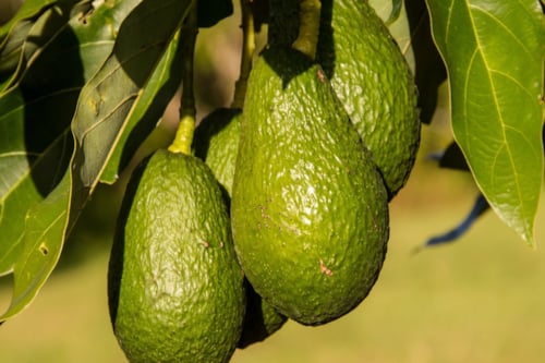 Aguacates verdes colgando del árbol con hojas verdes a su alrededor.