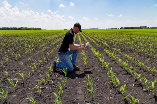 Evaluación de Insumos