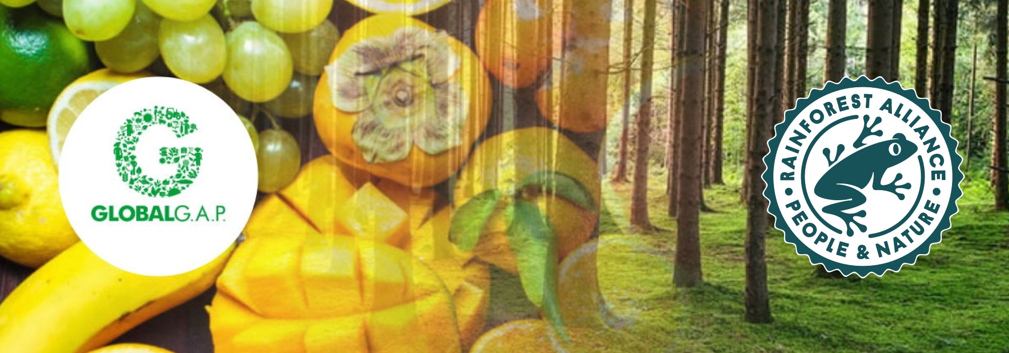Frutas variadas como plátanos, mangos, uvas y cítricos junto a un bosque con logotipos de GlobalG.A.P. y Rainforest Alliance. Certificación 