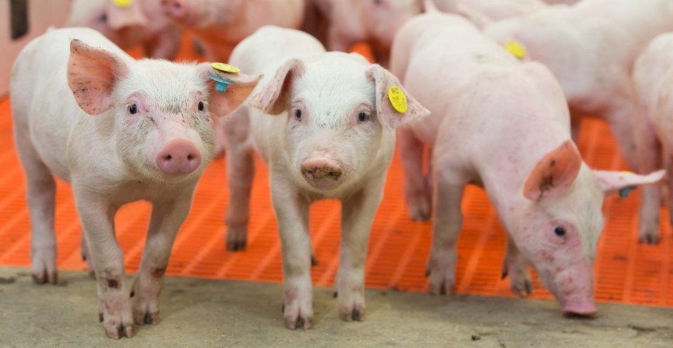 Verschillende jonge roze biggen staan op een oranje rooster, sommige met gele oormerken.