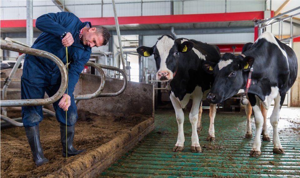 Man in blauwe overall en laarzen werkt in een stal met koeien. Twee zwart-witte koeien staan op een groen rooster.