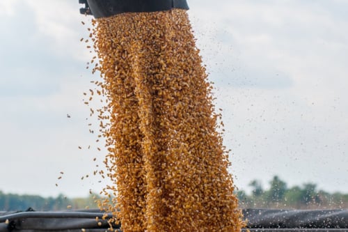 Stroom van gele maïskorrels die uit een mechanische trechter in een container wordt gedeponeerd