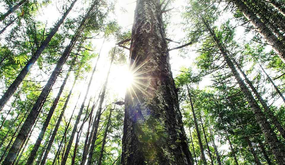 森林中阳光透过树木间隙洒下，树木高大茂密，背景绿色清新。