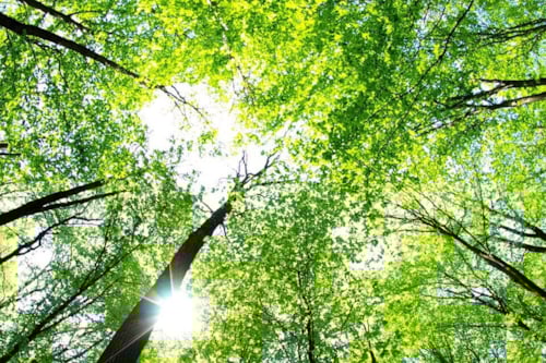 Boomtoppen en bladeren verlicht door zonlicht in een bos