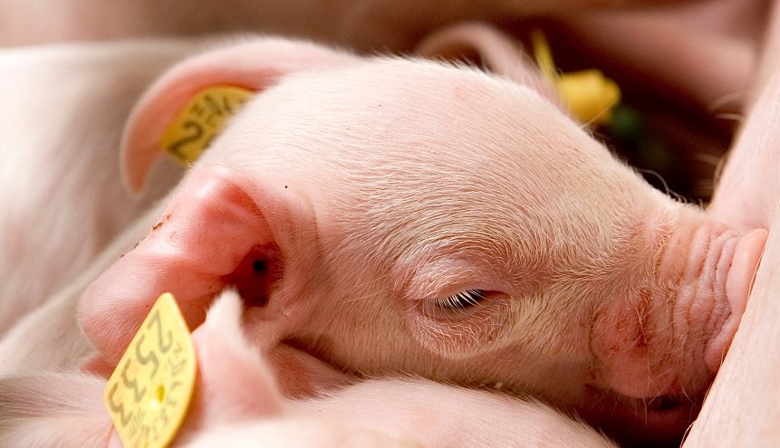 Een close-up van een jong biggetje met een geel oormerk dat ligt te slapen.