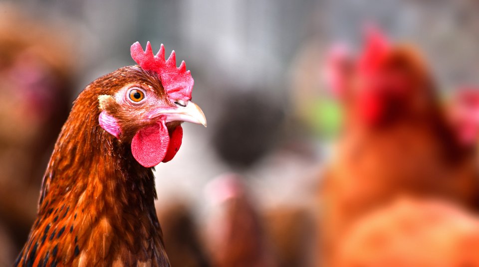 Bruine kip met rode kam en lel, afgebeeld op een boerderij met andere kippen op de achtergrond.