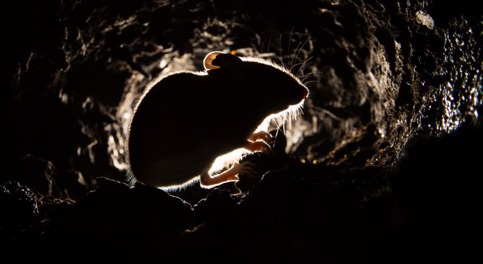 Schaars verlichte silhouet van een muis in een donkere tunnel of hol.