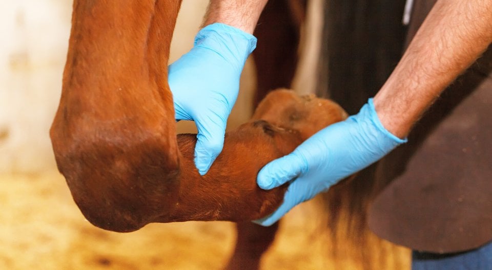 Dierenarts met blauwe handschoenen onderzoekt het been van een paard.