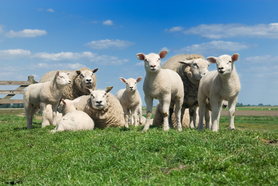 Schapen en lammeren staan en liggen op een grasweide