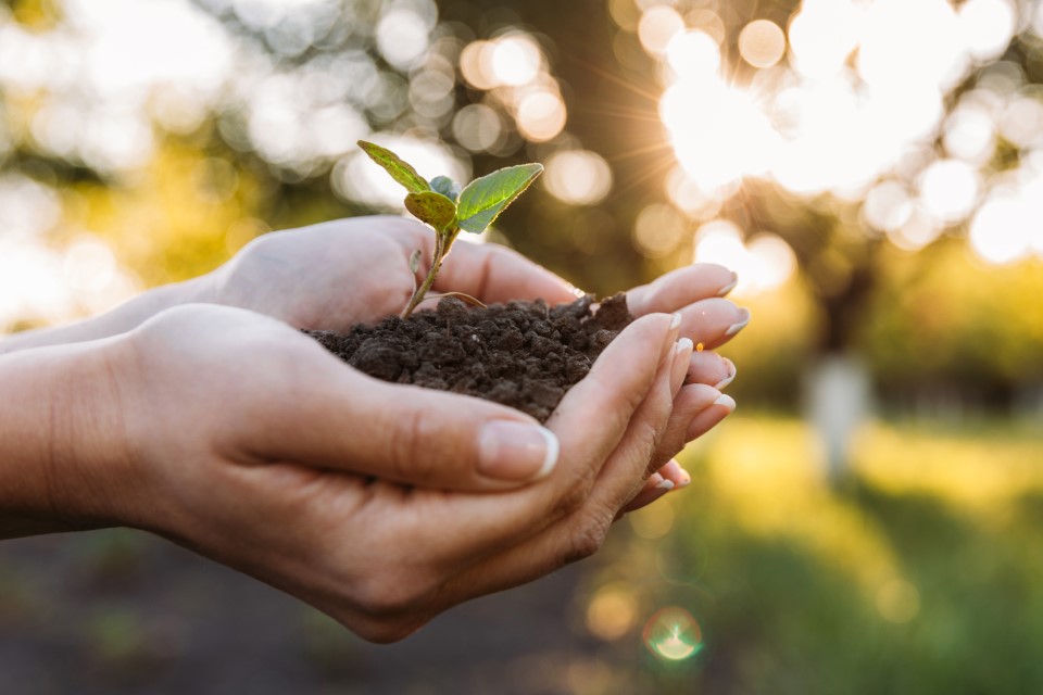 Plant groeit in compost met Keurmerk Keurcompost
