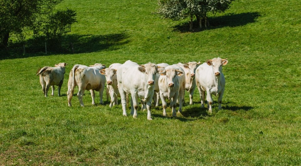 Groep witte koeien die in een groene weide staan, omringd door gras en bomen.