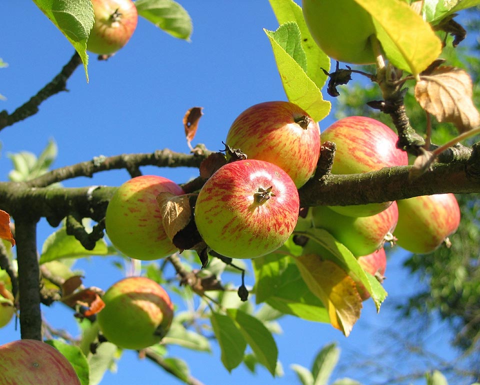 Gren med mogna röda äpplen och gröna blad mot en klarblå himmel.
