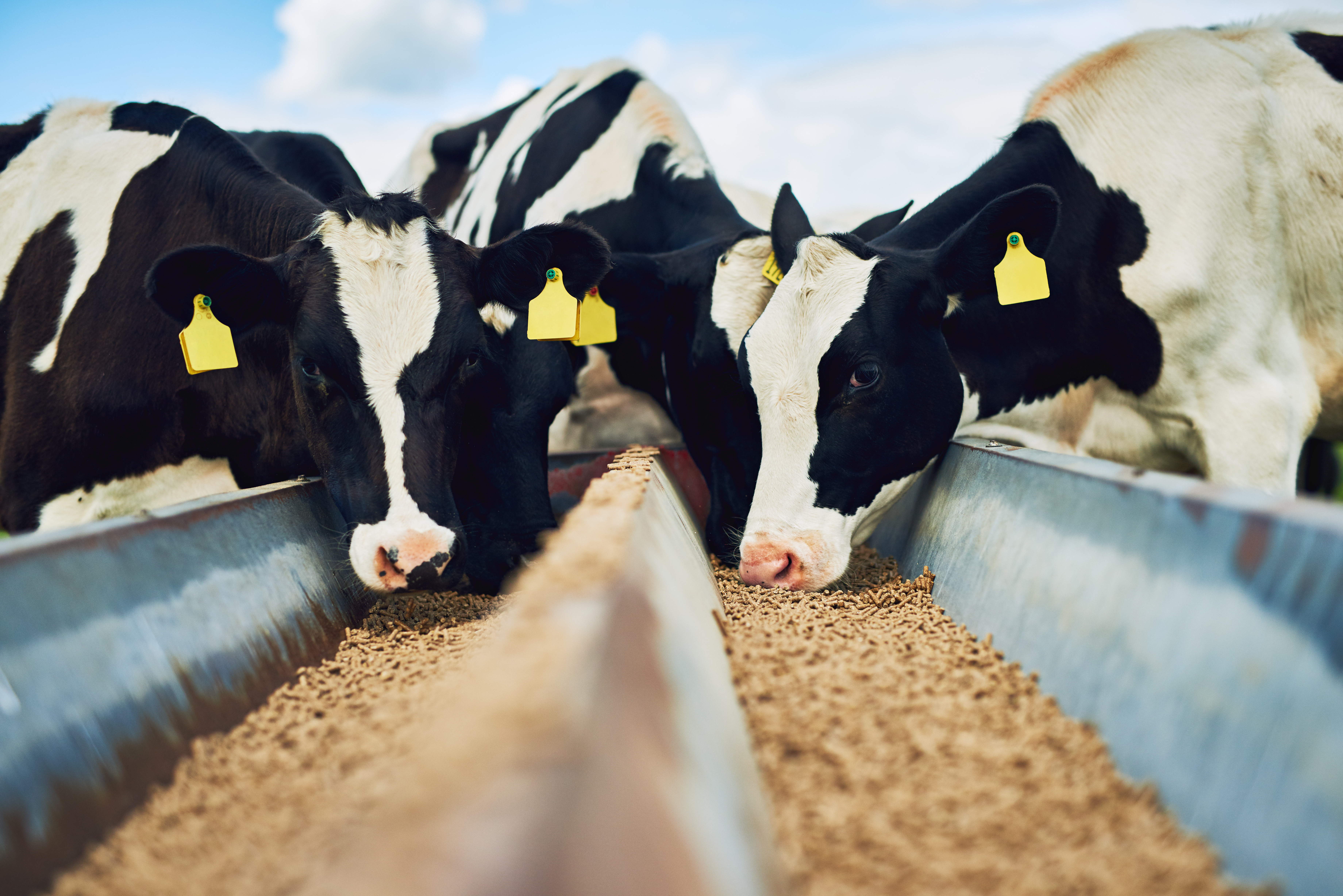 Black and white colored cows eating animal feed that has been certified by Kiwa