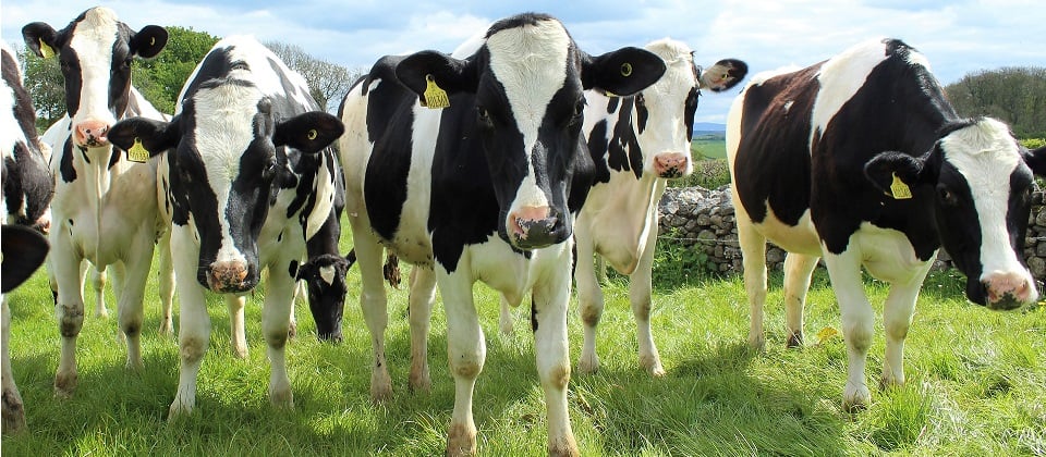 Zwart-witte koeien staan op een groene weide