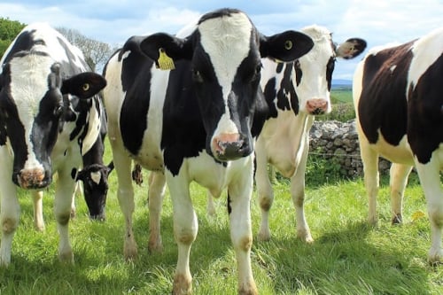 Zwart-witte koeien staan op een groene weide