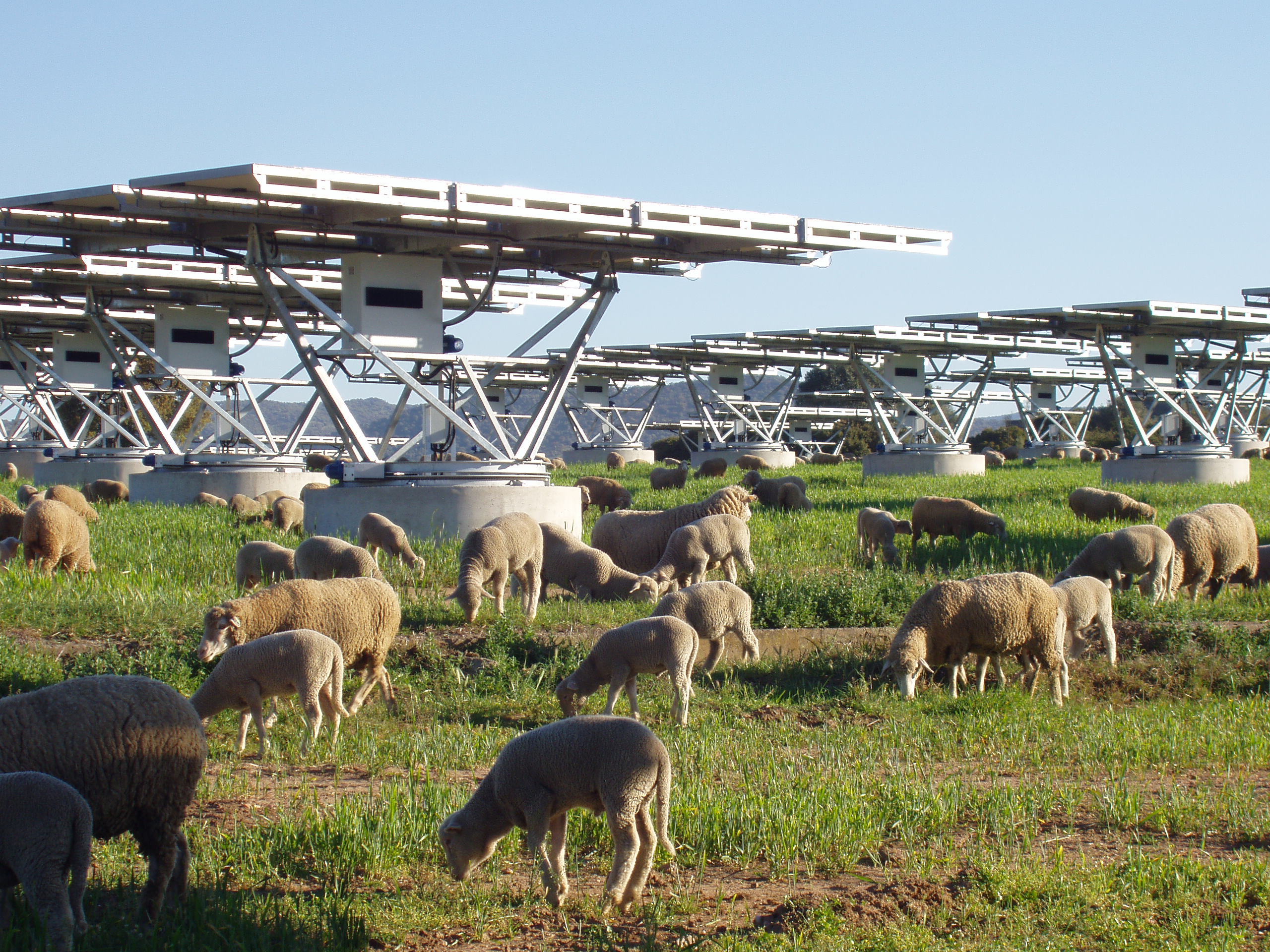Sheep grazing in a field beneath solar panels in a sustainable farming setup