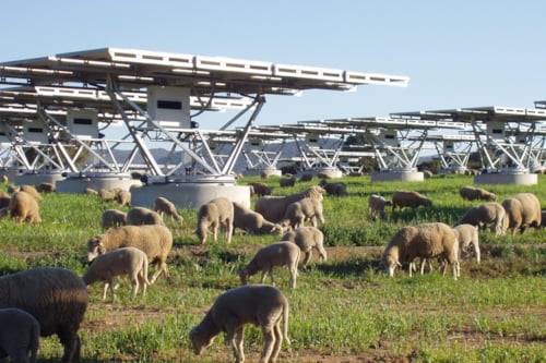 Sheep grazing in a field beneath solar panels in a sustainable farming setup