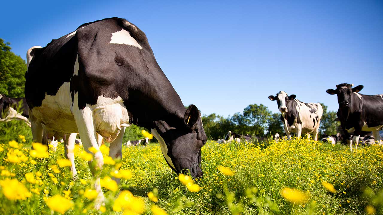 Svartvita kor betar på en äng med gula blommor under en klar blå himmel.