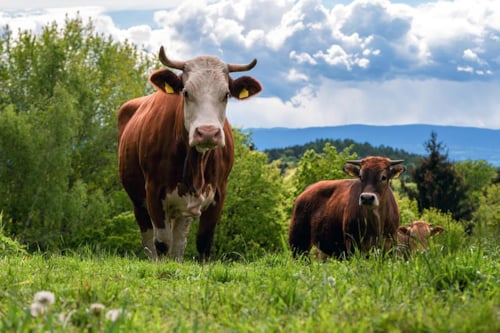 Kor i en grön äng med träd, buskar och en molnig himmel i bakgrunden.