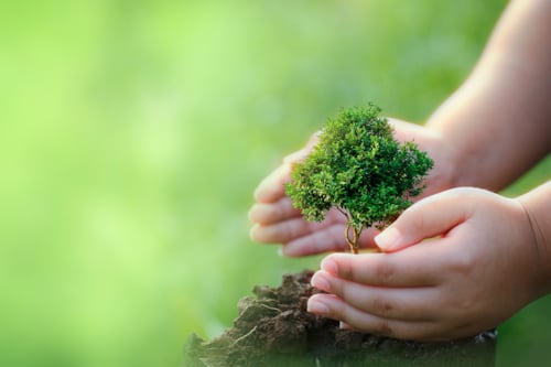 Två händer som håller om en växt.