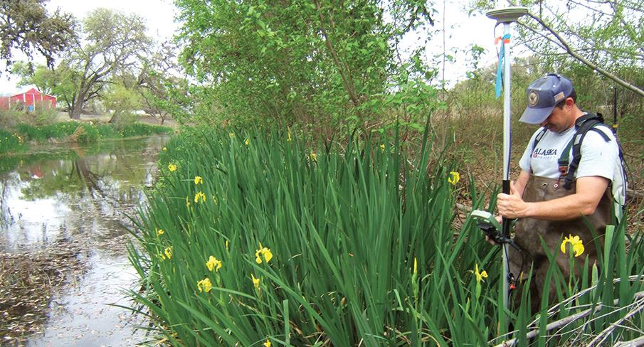 Surveyor using GPS equipment in a wetland area with yellow wildflowers, surrounded by lush greenery and a pond in the background