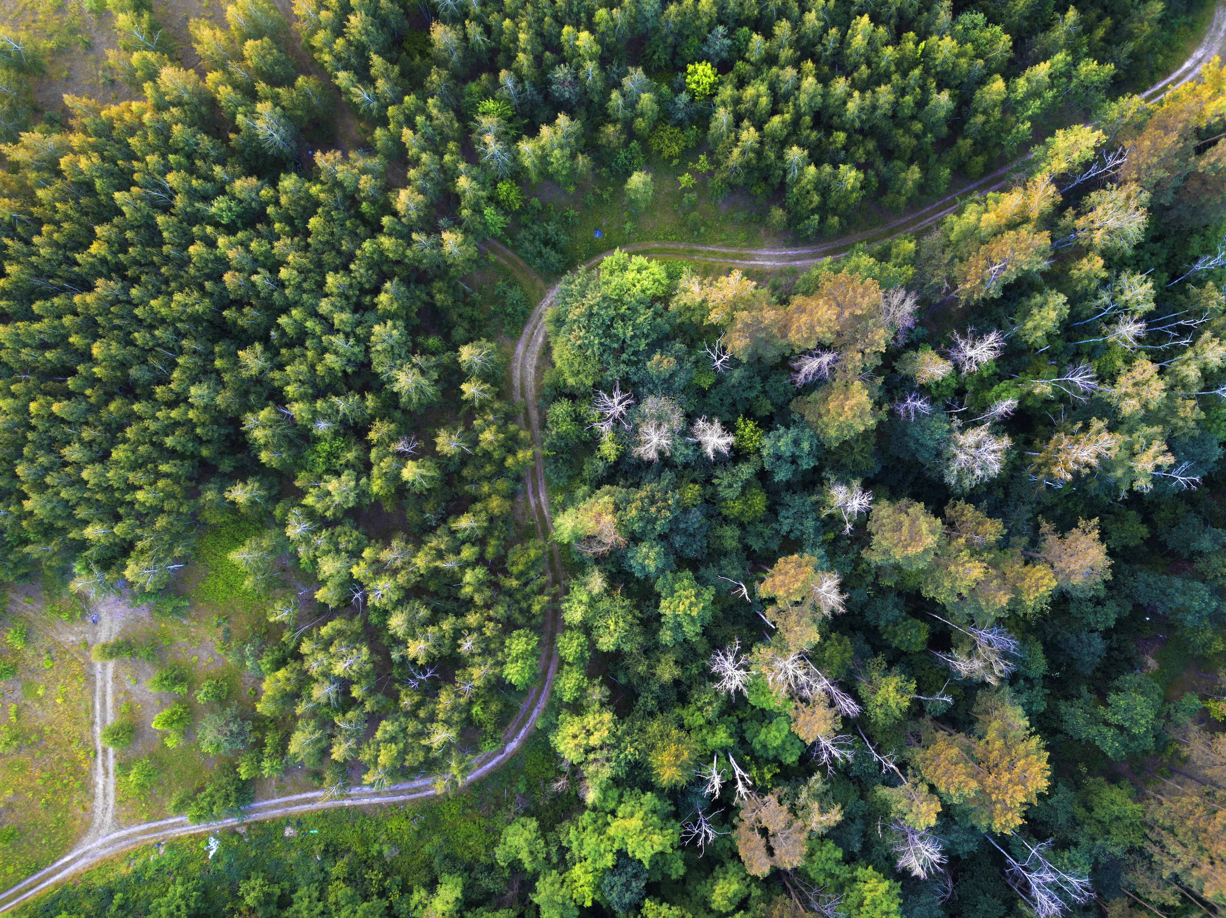 Aerial view of a dense green forest with winding dirt roads and mixed tree canopy.